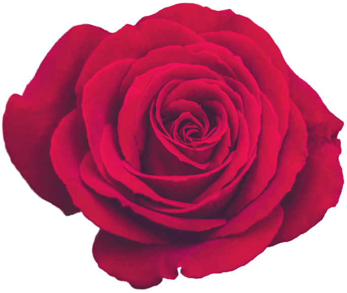 Decorative Vintage Red Rose